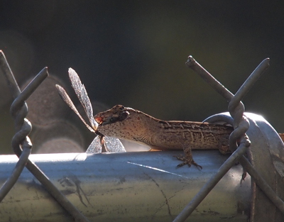 [An anole is on the top rail of a metal chain link fence with the body of a dragonfly in its open mouth. The wings of the dragonfly are on the far side of the anole's head and partially hidden by the fence rail.]